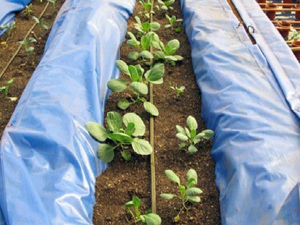 Agricultural Tarpaulins, Manufacutrer & wholeseller of Tarpaulins